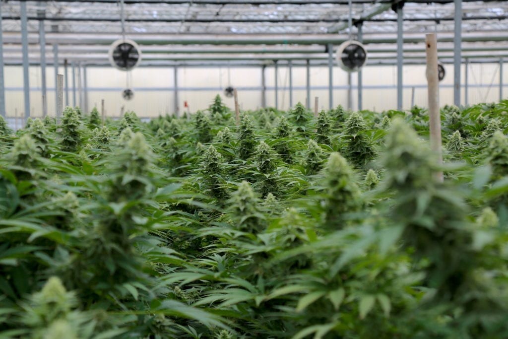 Adhering to Strict COVID-19 Safety Measures, Autumn Brands Releases Bold New Strain