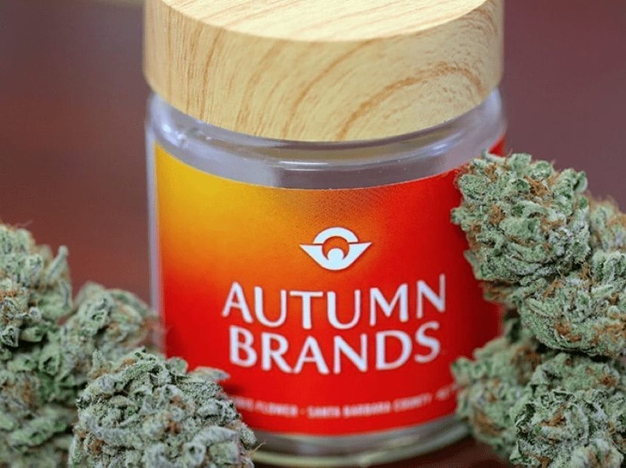 Cannabis Magazine – An Unexpected Path – An interview with Hanna Brand