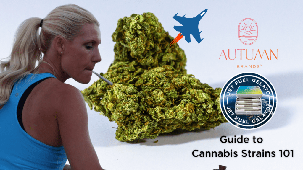 Jet Fuel Gelato Strain Highlight