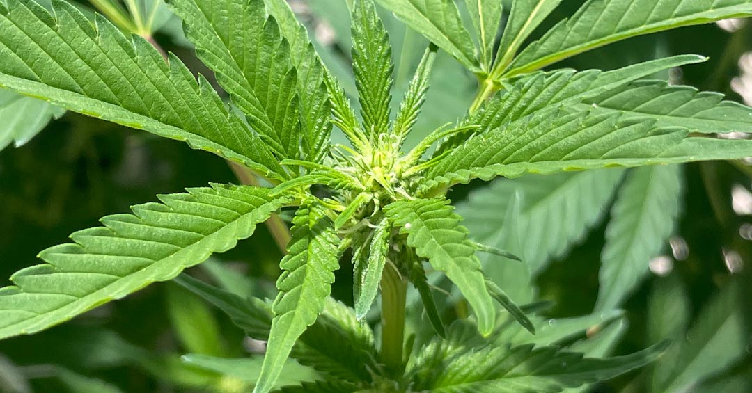 National CBD Day: Celebrating the Clever Cannabinoid