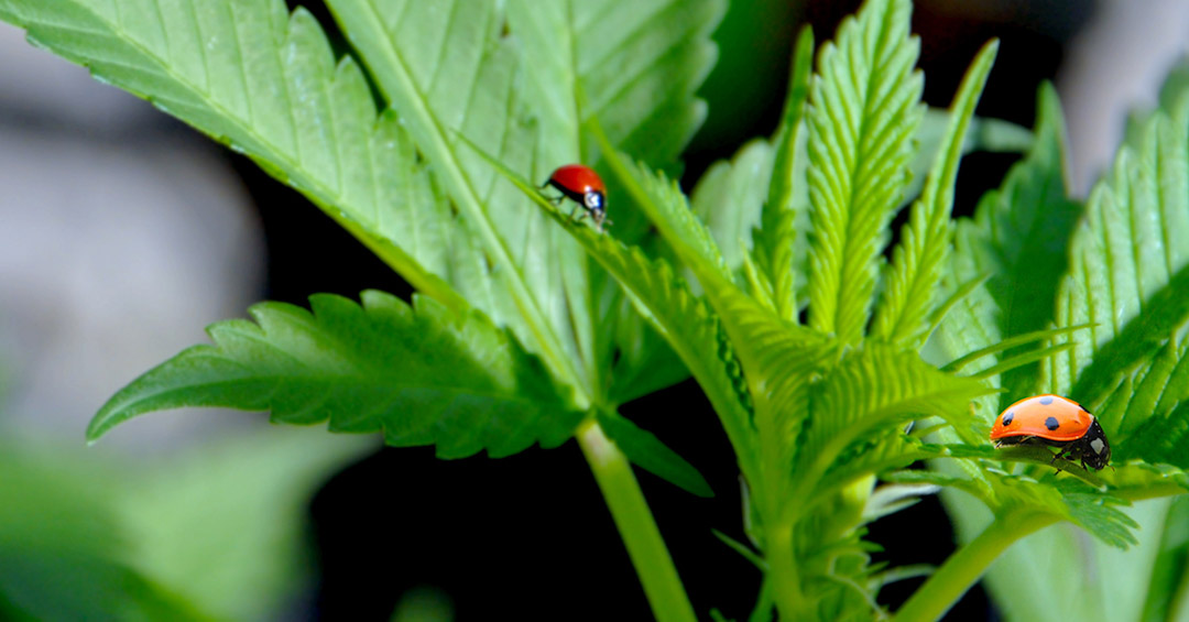 Meet Our New Summer Strains