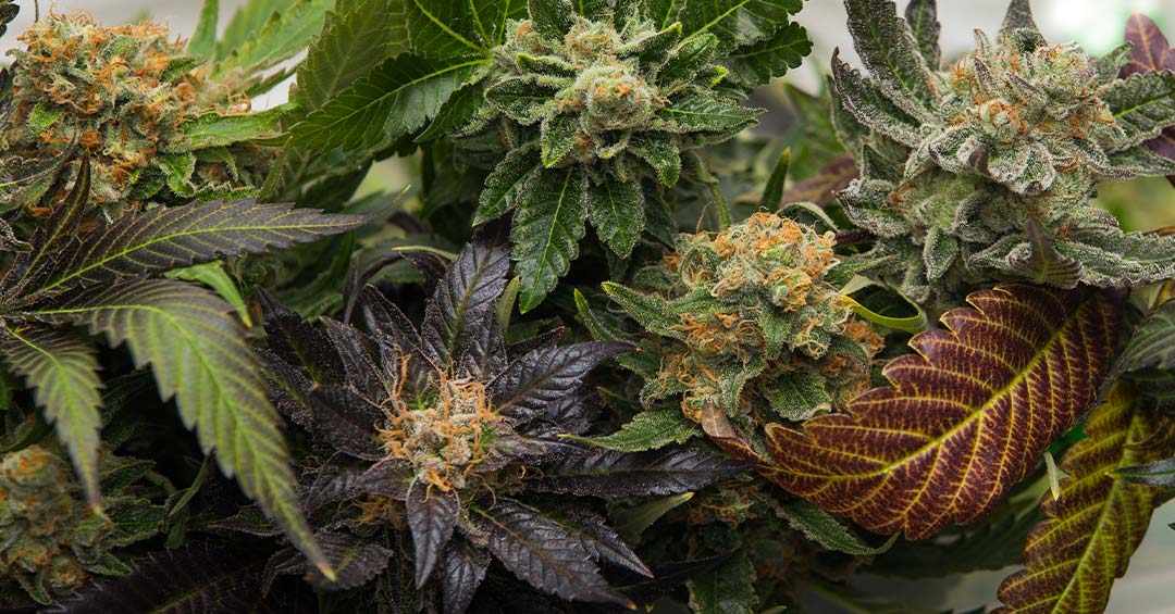 Fall Terpenes