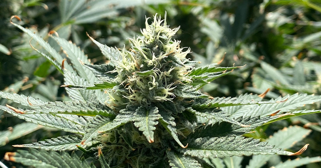6 Innovative New Cultivars at Autumn Brands
