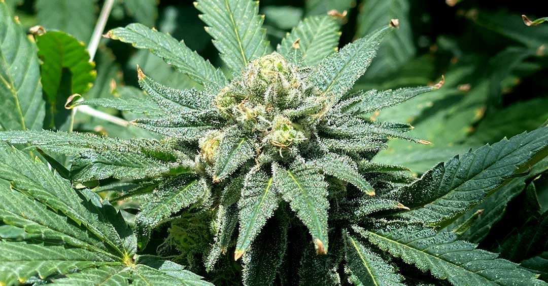 Find Your Moments of Calm with Indicas This Holiday Season