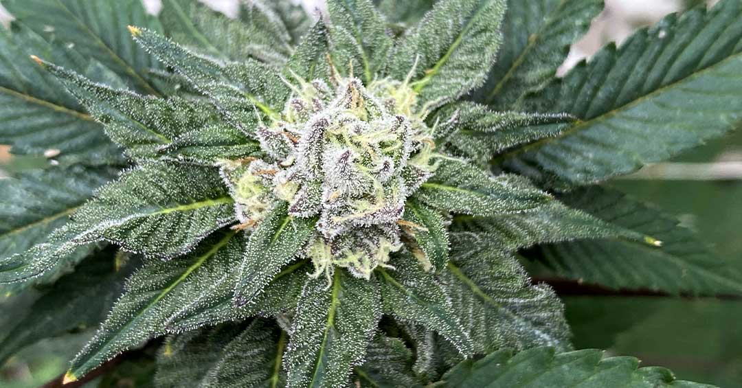 Blue Limonene Strain: Our New Award-Winning Cultivar