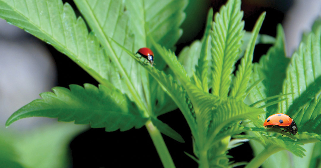 Proudly Pesticide-Free: The Autumn Brands Promise