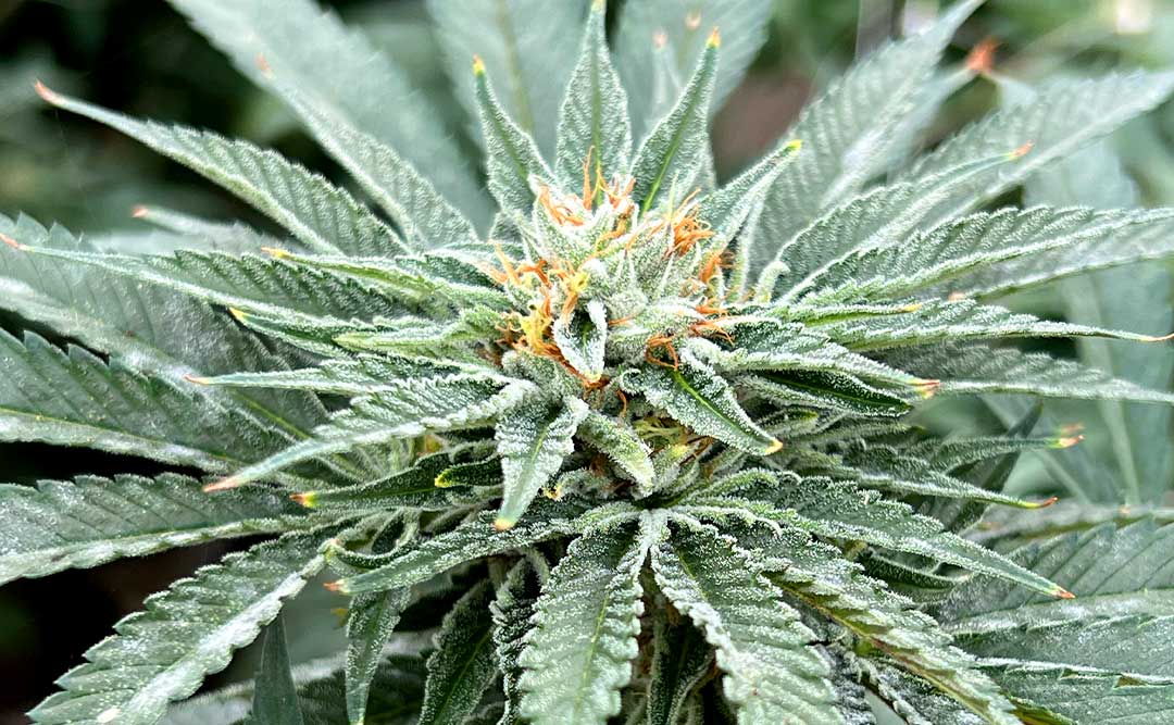 The Importance of Transparent Cannabis Cultivation