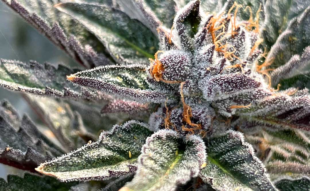 New Year, New Strains