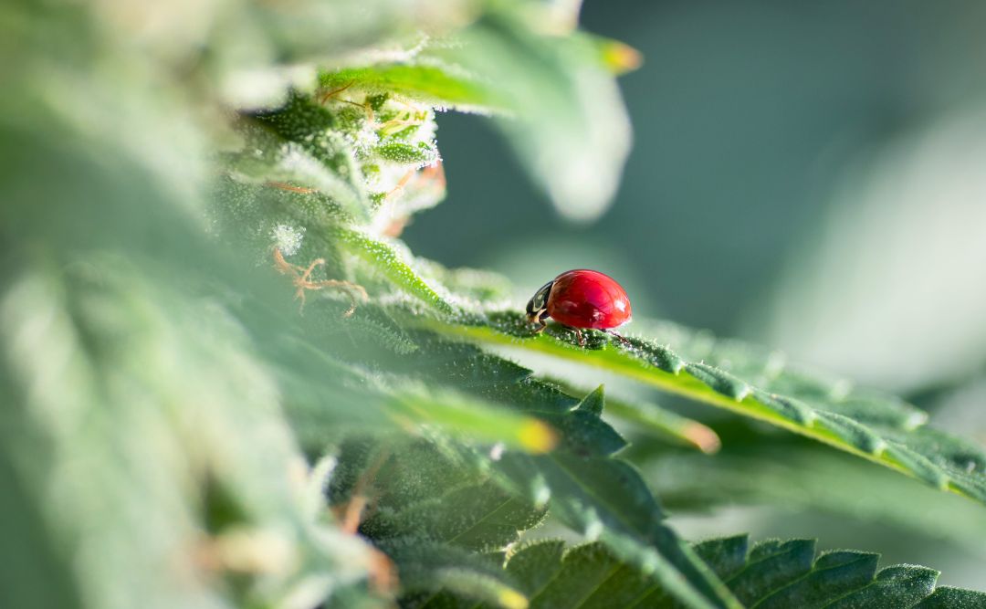 California native ladybugs no spots